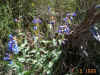 bluebellflowers.jpg (96352 bytes)