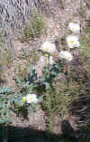 whiteflowers3.jpg (50260 bytes)