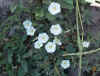 whiteflowervine.jpg (39092 bytes)