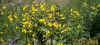 yellowflowers.jpg (81305 bytes)